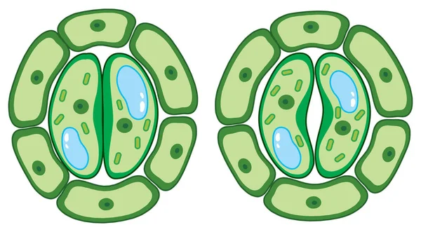 Diagram zobrazující buňky rostlin — Stockový vektor