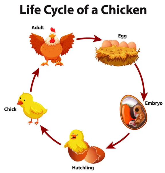 Diagrama que muestra el ciclo de vida del pollo — Vector de stock