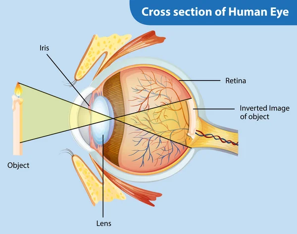 Diagram znázorňující průřez lidského oka — Stockový vektor