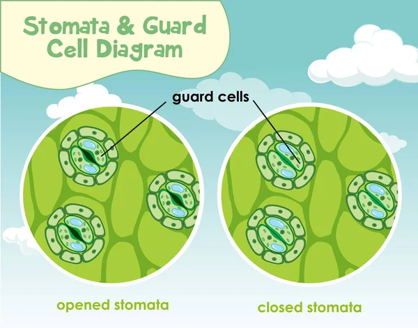 Diagrama que muestra la célula de la planta con estomas y célula de guardia — Archivo Imágenes Vectoriales