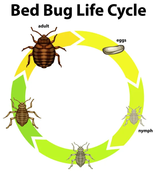 Diagram showing life cycle of bed bug — Stock Vector