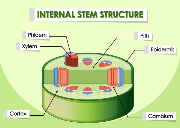 Diagrama que muestra la estructura interna del tallo — Archivo Imágenes Vectoriales