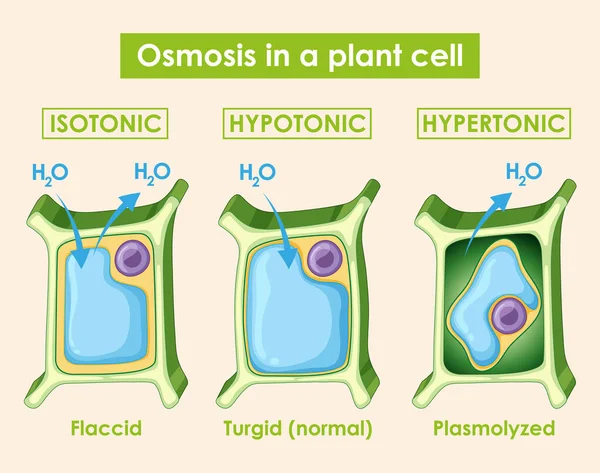 Diagrama mostrando osmose em células vegetais — Vetor de Stock