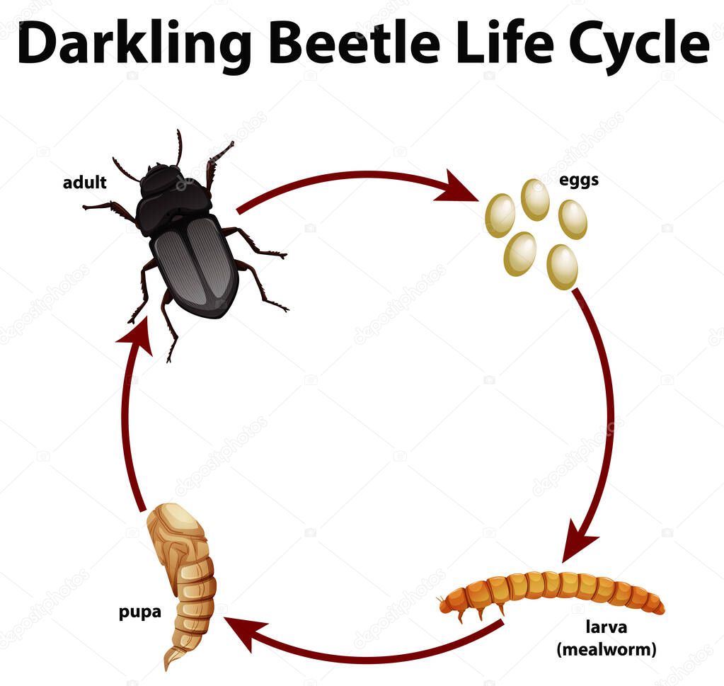 Diagram showing life cycle of darkling beetle