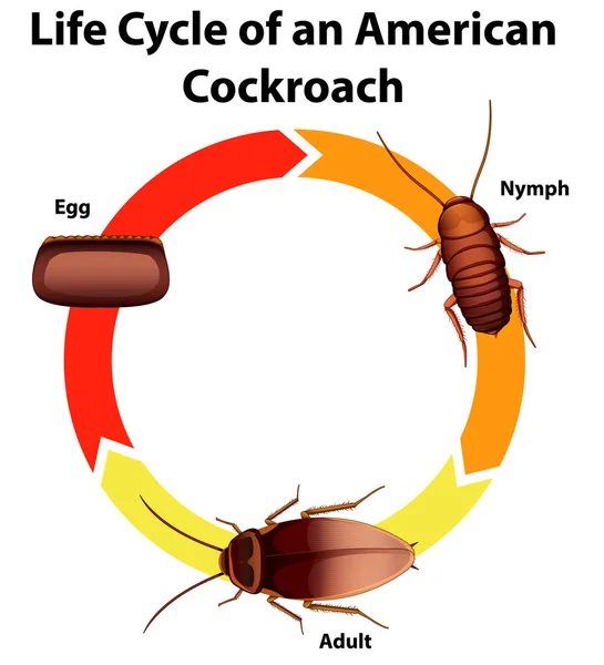Hamamböceğinin yaşam döngüsünü gösteren diyagram — Stok Vektör