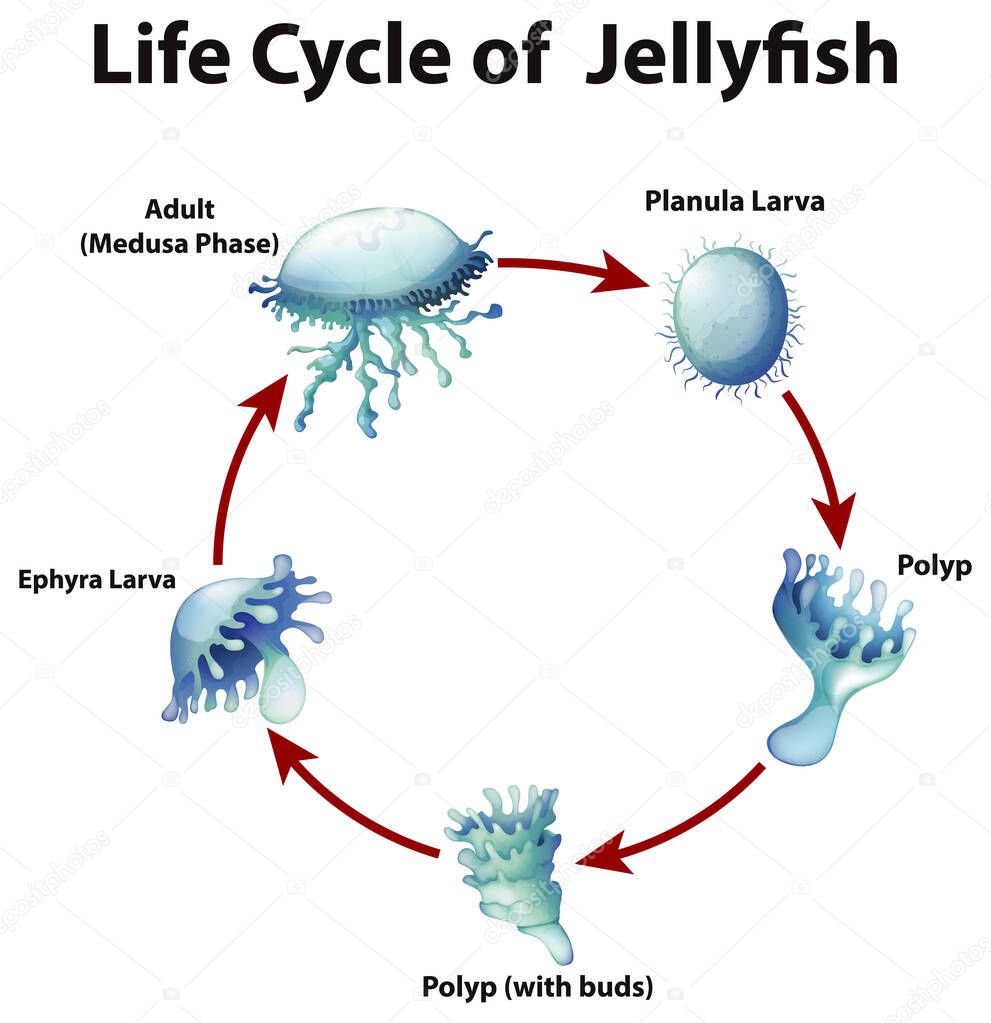 Diagram Showing Life Cycle Of Jellyfish Illustration Premium Vector In Adobe Illustrator Ai Ai Format Encapsulated Postscript Eps Eps Format