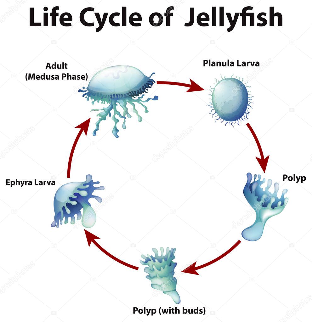 Diagram showing life cycle of jellyfish