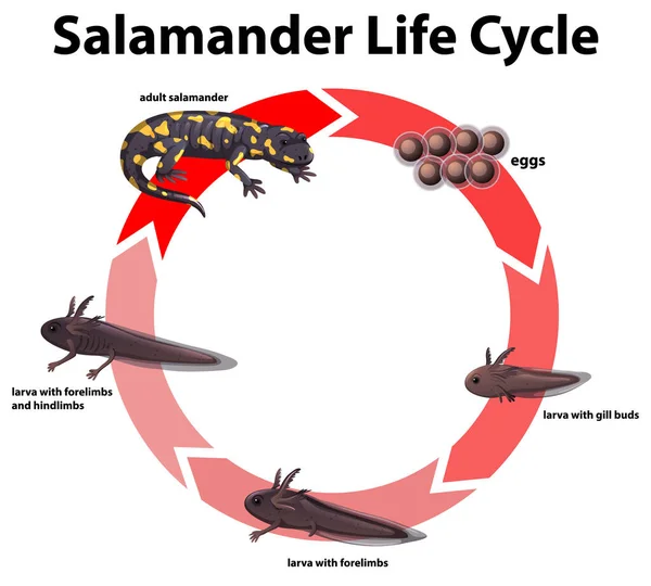 แผนภาพแสดงวงจรชีวิตของซาลาแมนเดอร์ — ภาพเวกเตอร์สต็อก