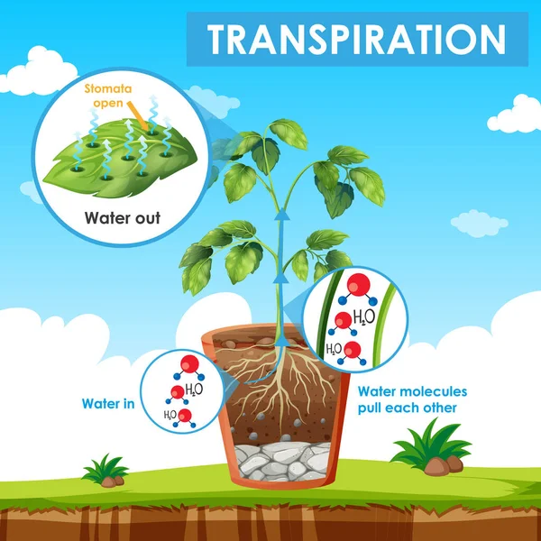 Diagrama mostrando transpiração na planta — Vetor de Stock