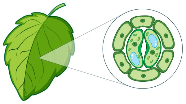 Diagrama mostrando a célula vegetal da folha — Vetor de Stock