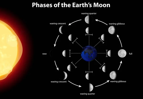 Diagramma che mostra le fasi della luna terrestre — Vettoriale Stock