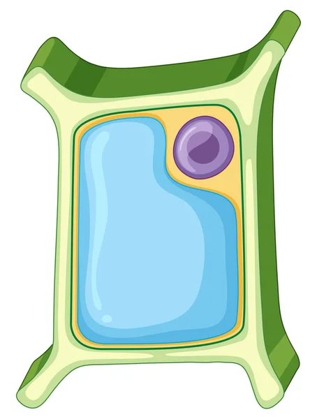 Diagram weergegeven: plantaardige cel — Stockvector