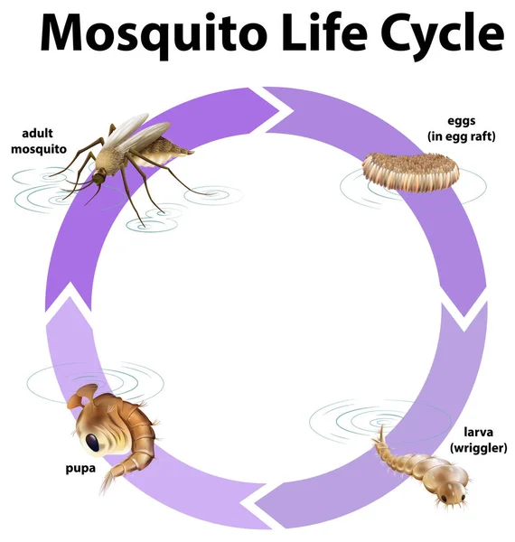 Diagram znázorňující životní cyklus komára — Stockový vektor