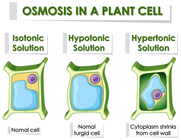 Schema che mostra l'osmosi nelle cellule vegetali — Vettoriale Stock