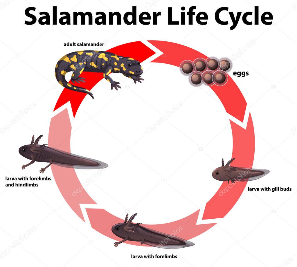 Diagram showing life cycle of salamander