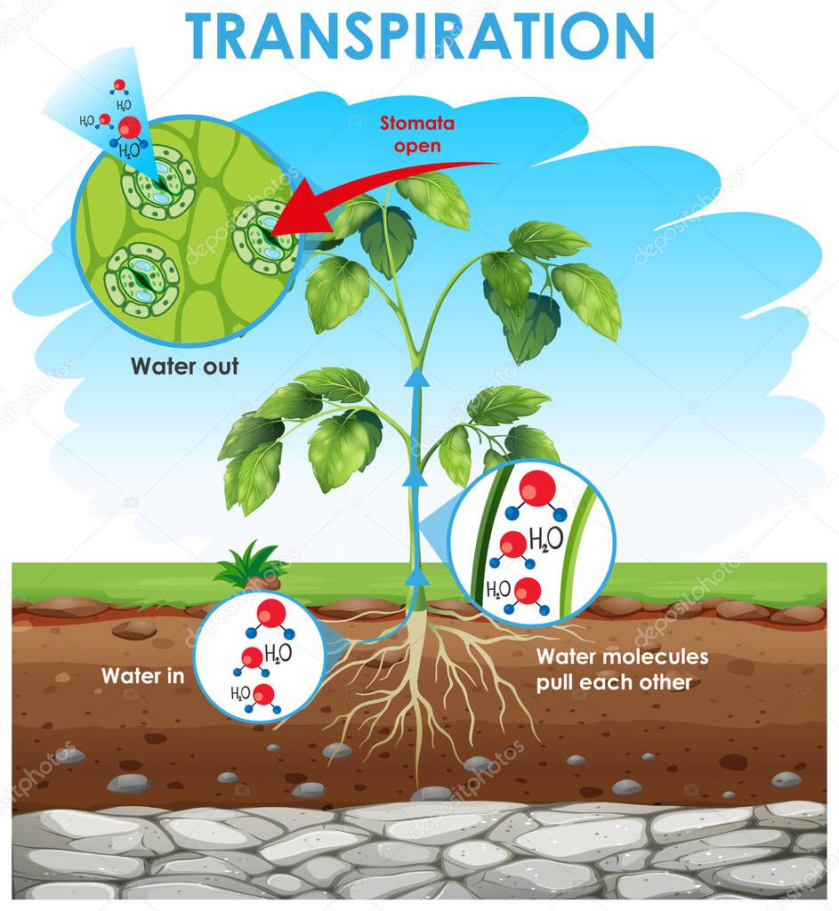Diagram showing transpiration in plant