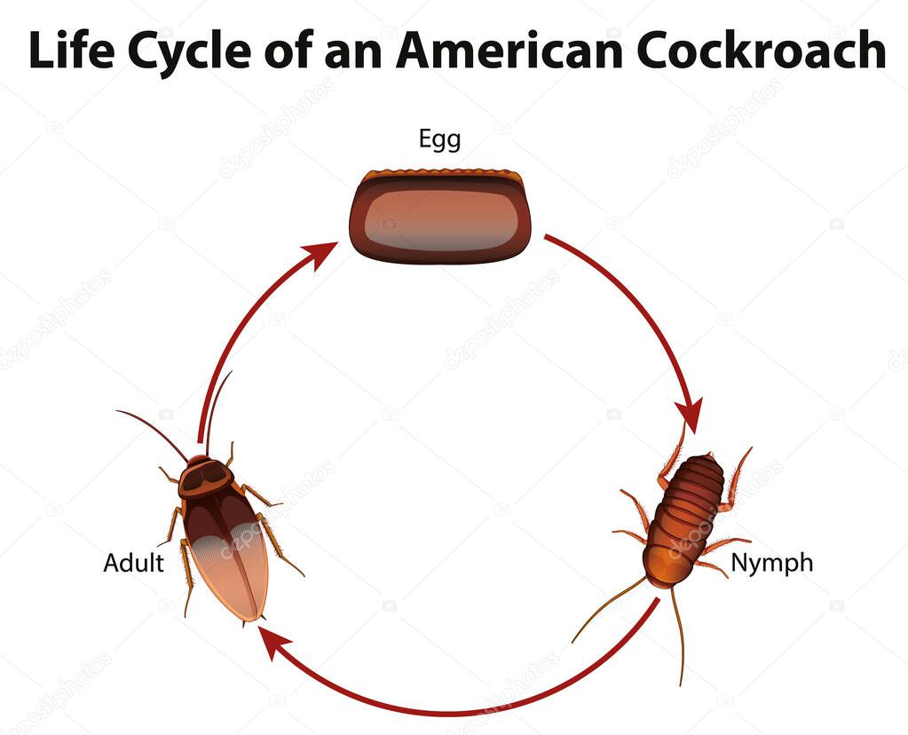 Diagram showing life cycle of cockroach