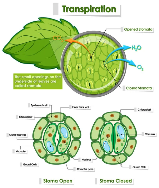 Diagrama que muestra los detalles de la célula vegetal — Archivo Imágenes Vectoriales