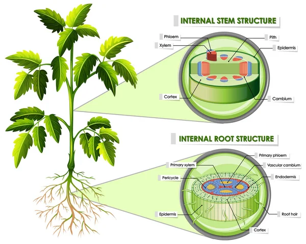 茎や根の構造を示す図 — ストックベクタ