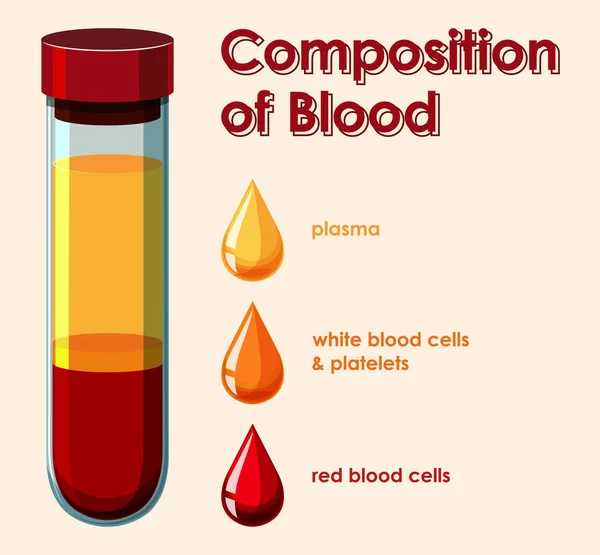 Diagram showing composition of blood — Stock Vector