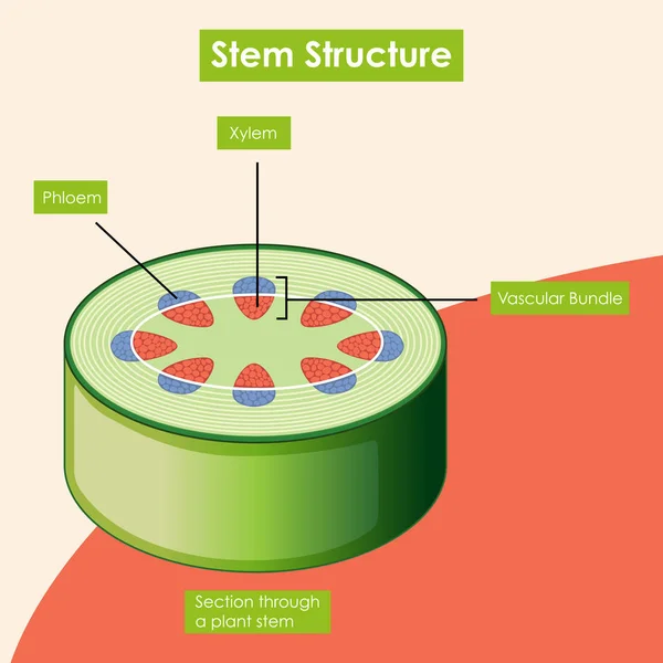 Diagrama que muestra la estructura del tallo — Archivo Imágenes Vectoriales