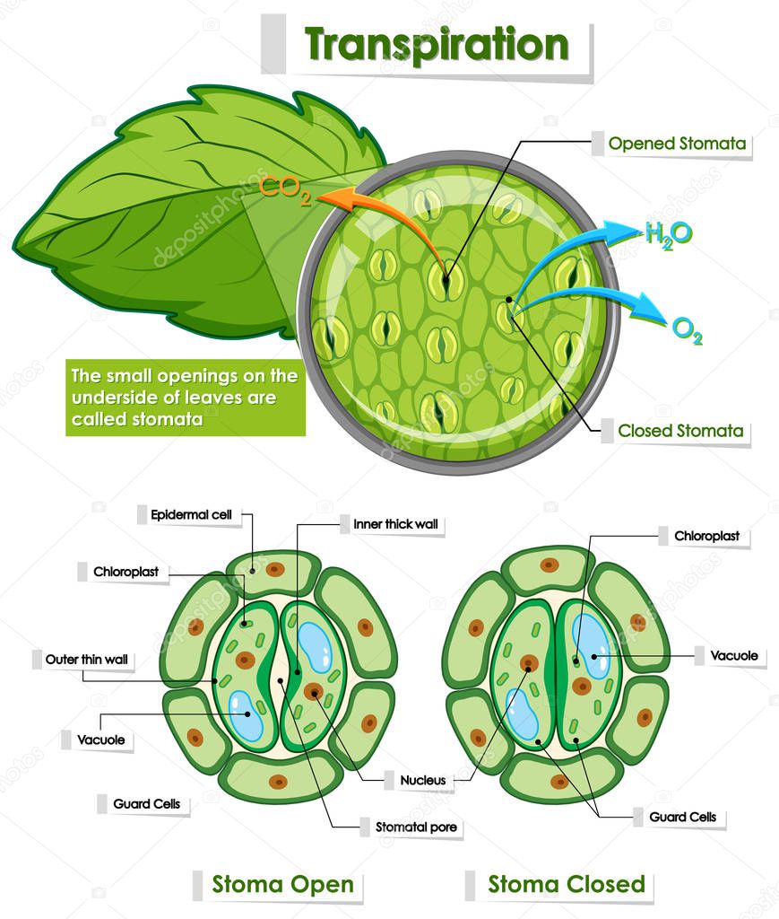 Diagram showing details of plant cell