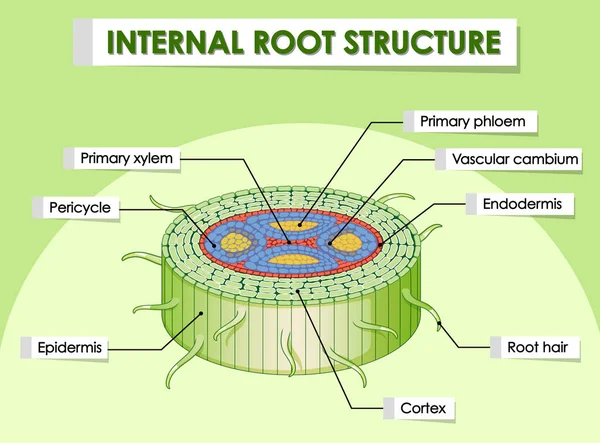 Diagrama mostrando a estrutura interna da raiz — Vetor de Stock