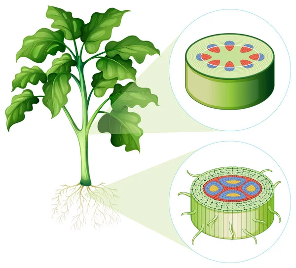 Diagramme montrant les cellules souches et racinaires — Image vectorielle