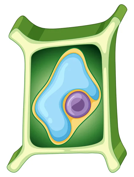 Diagramme montrant la cellule végétale sur fond blanc — Image vectorielle