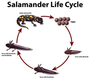 Diagram showing life cycle of salamander clipart