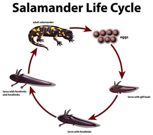 Diagram som visar salamanders livscykel — Stock vektor