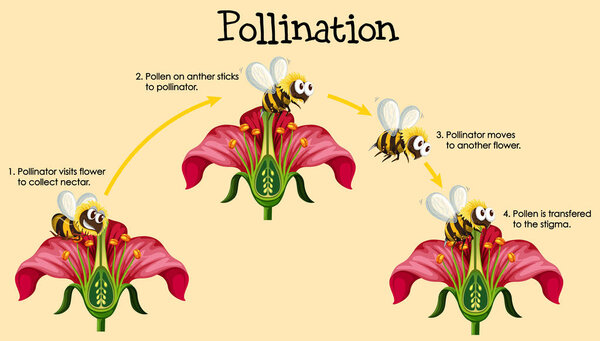 Diagram showing pollination with bee and flowers