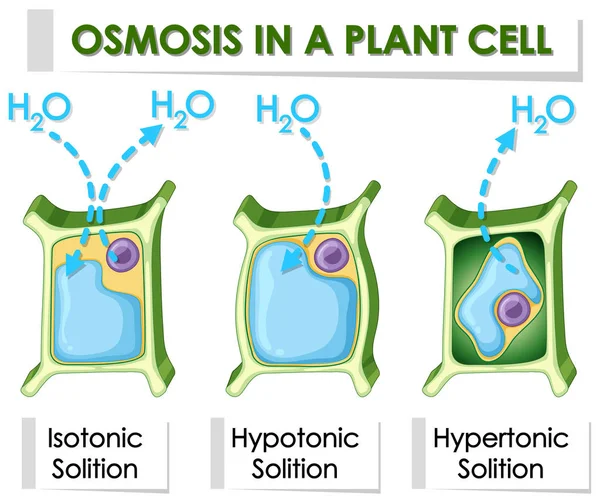 Diagrama mostrando osmose em células vegetais — Vetor de Stock