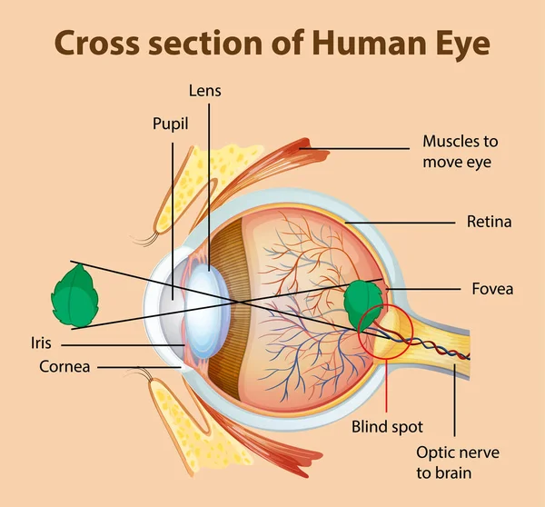 Диаграмма с поперечным сечением человеческого глаза — стоковый вектор