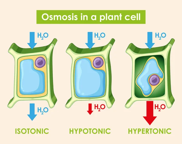 Diagramme montrant l'osmose dans les cellules végétales — Image vectorielle