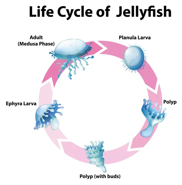 Schema che mostra il ciclo di vita delle meduse — Vettoriale Stock