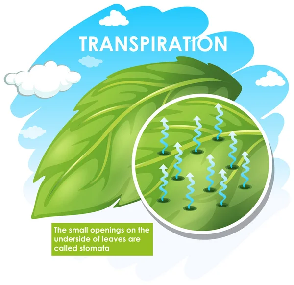 Диаграмма, показывающая транспирацию растений — стоковый вектор