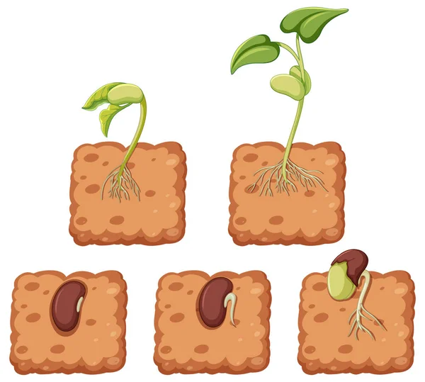 Diagram showing plant growing from seed — ストックベクタ