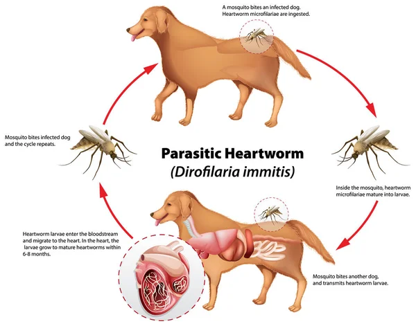 Parazita szívférget ábrázoló ábra — Stock Vector