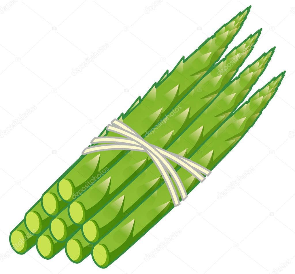 One bunch of asparagus on white background