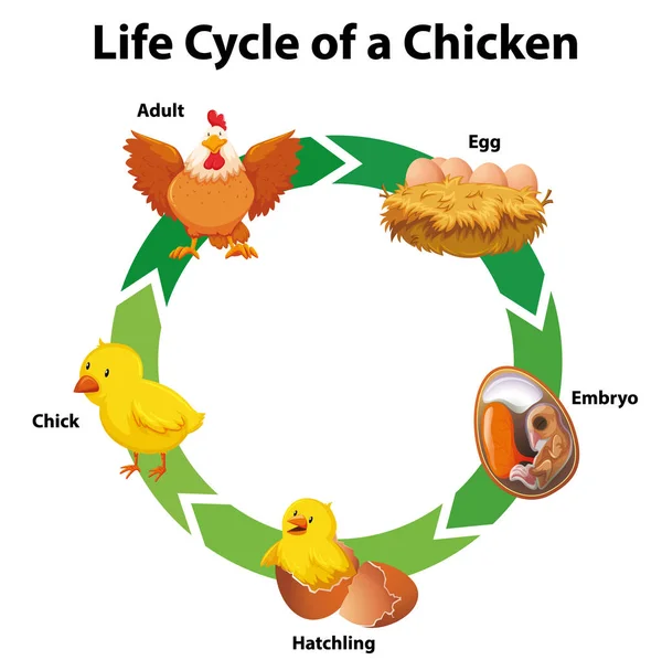 Διάγραμμα που δείχνει τον κύκλο ζωής του κοτόπουλου — Διανυσματικό Αρχείο