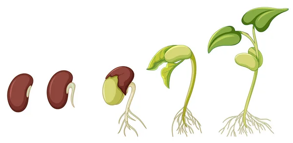 Diagrama que muestra la planta creciendo sobre fondo blanco — Vector de stock