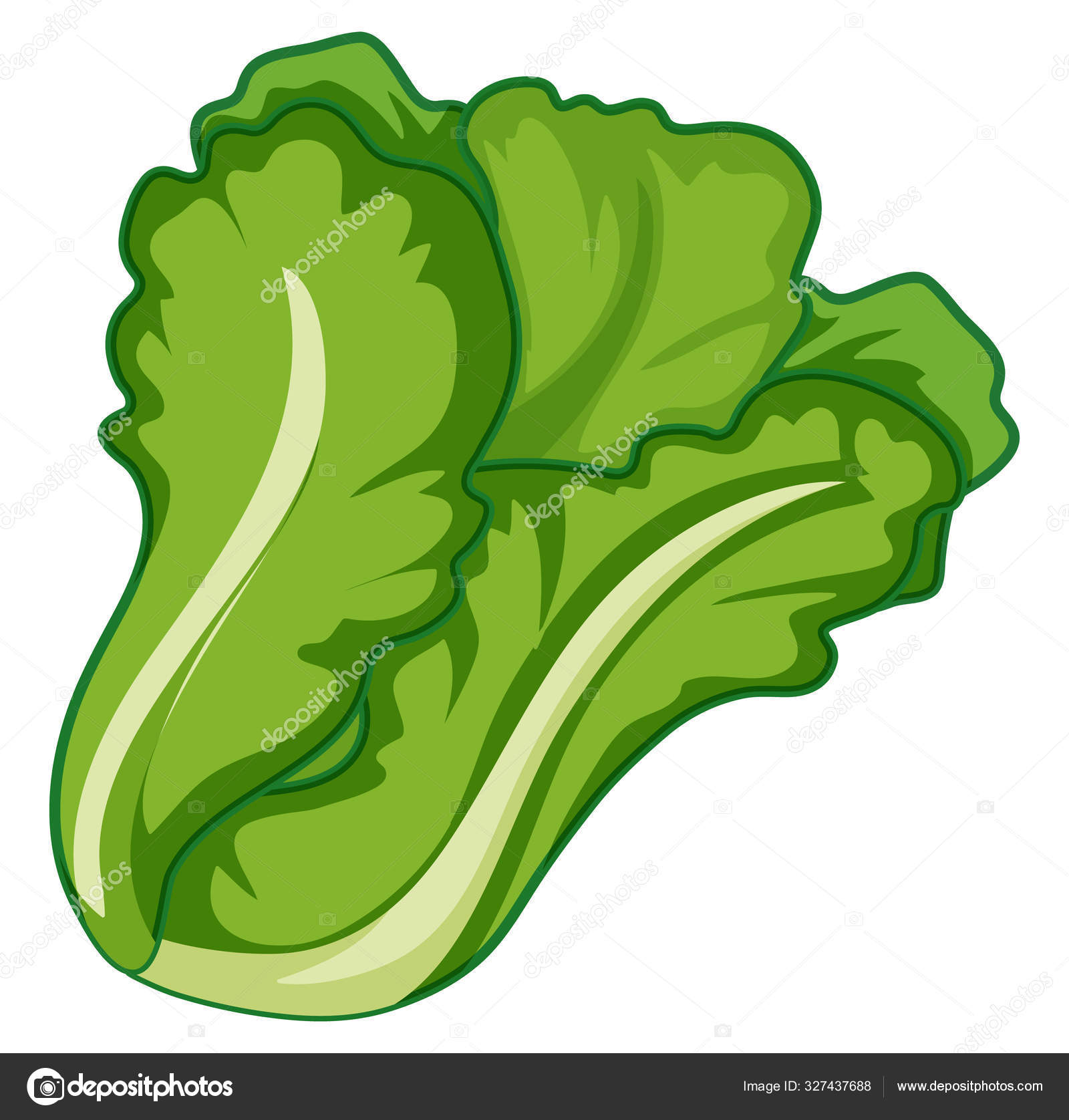Image vectorielle Laitue verte sur fond blanc par ©blueringmedia - 327437688, image size:1600x1676