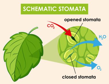 Diyagram gösteren bitki hücre