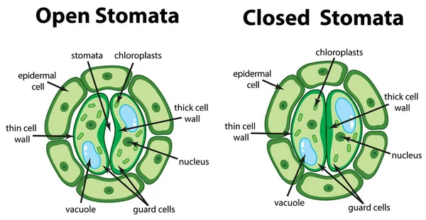 Diagramme montrant les stomates ouverts et fermés sur le graphique — Image vectorielle