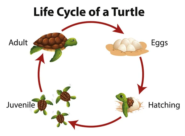 Diagram showing life cycle of sea turtle — ストックベクタ