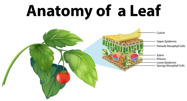 Schemat anatomii liścia — Wektor stockowy