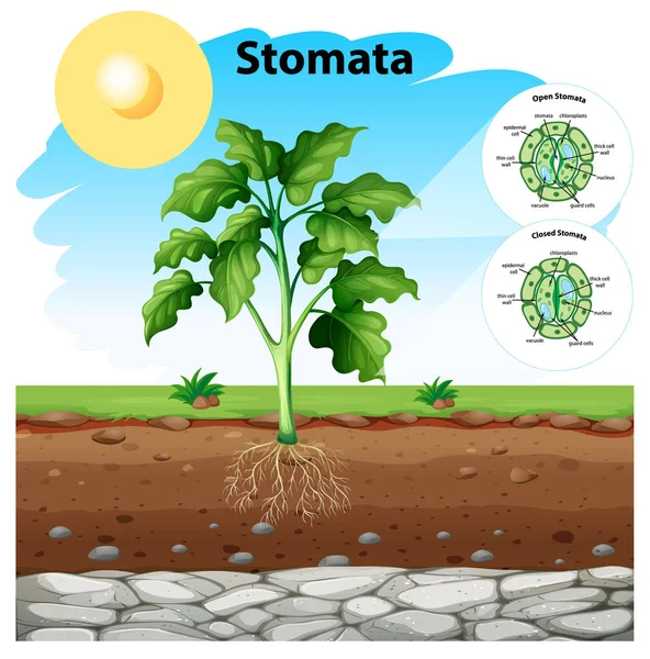 Diagrama mostrando estômatos de uma planta — Vetor de Stock