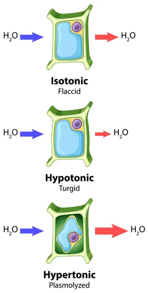 Diagram menampilkan konsep osmosis sel tumbuhan - Stok Vektor