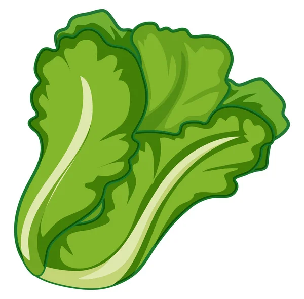 Grüner Salat auf weißem Hintergrund — Stockvektor